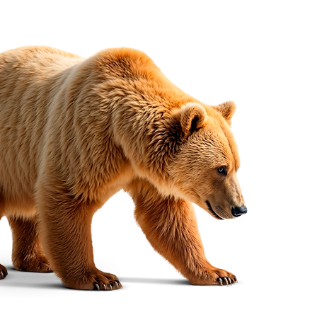 Non fare l\'orso!